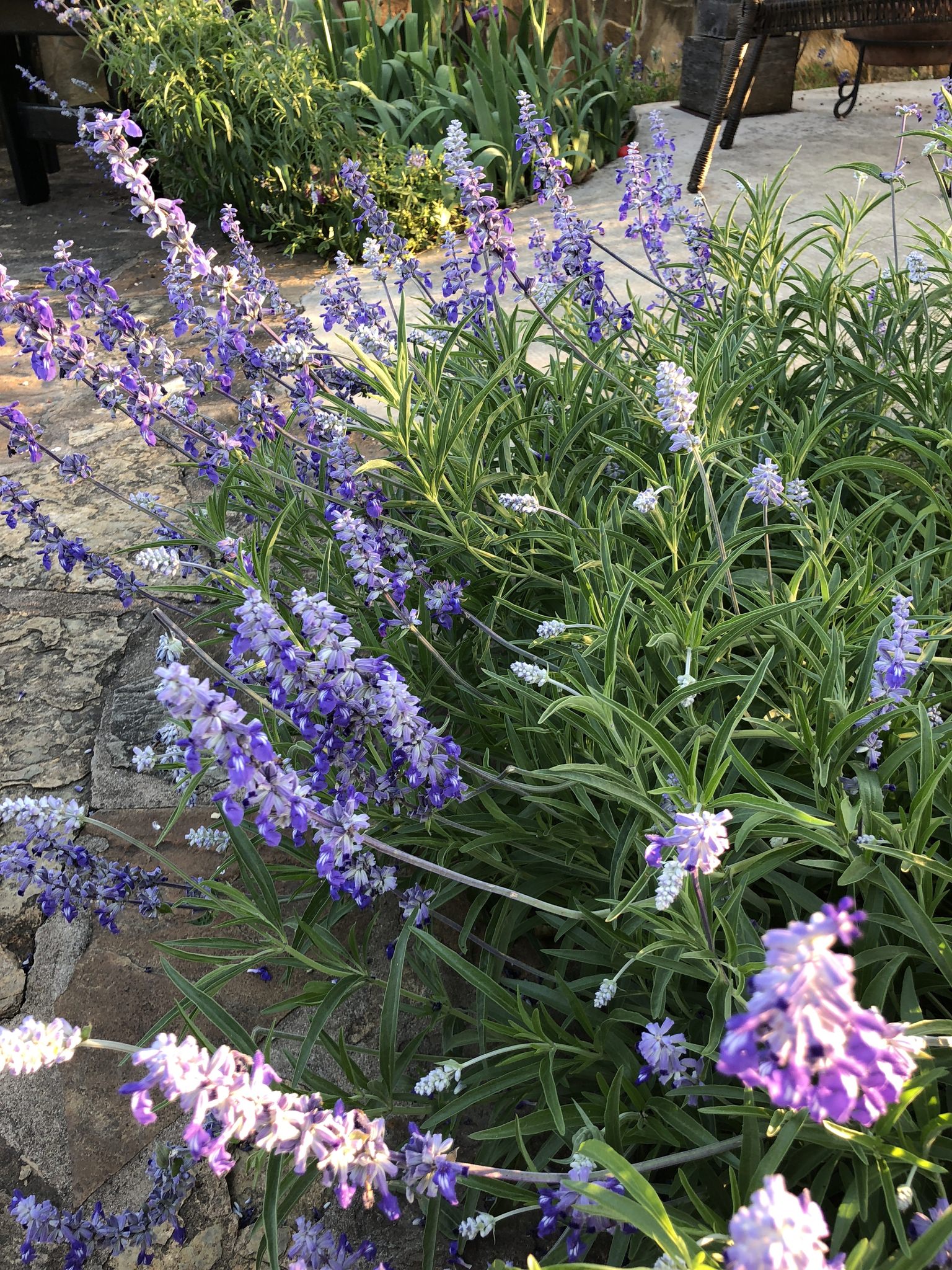 Salvia farinacea